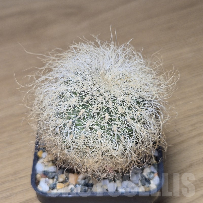 VVG10880 Sulcorebutia patriciae - Image 2