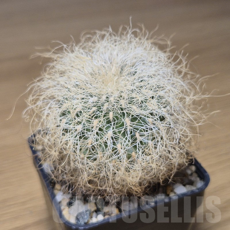 VVG10880 Sulcorebutia patriciae