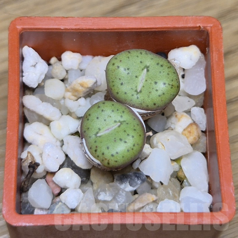 VVG10882 Conophytum obcordellum 'giftbergense'
