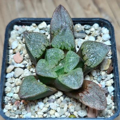 VVG11482 Haworthia pygmaea hybrid
