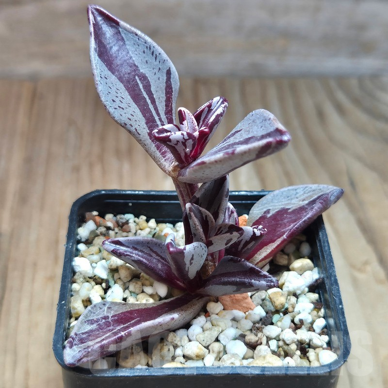 VVG11487 Lenophyllum gutatum f.variegata