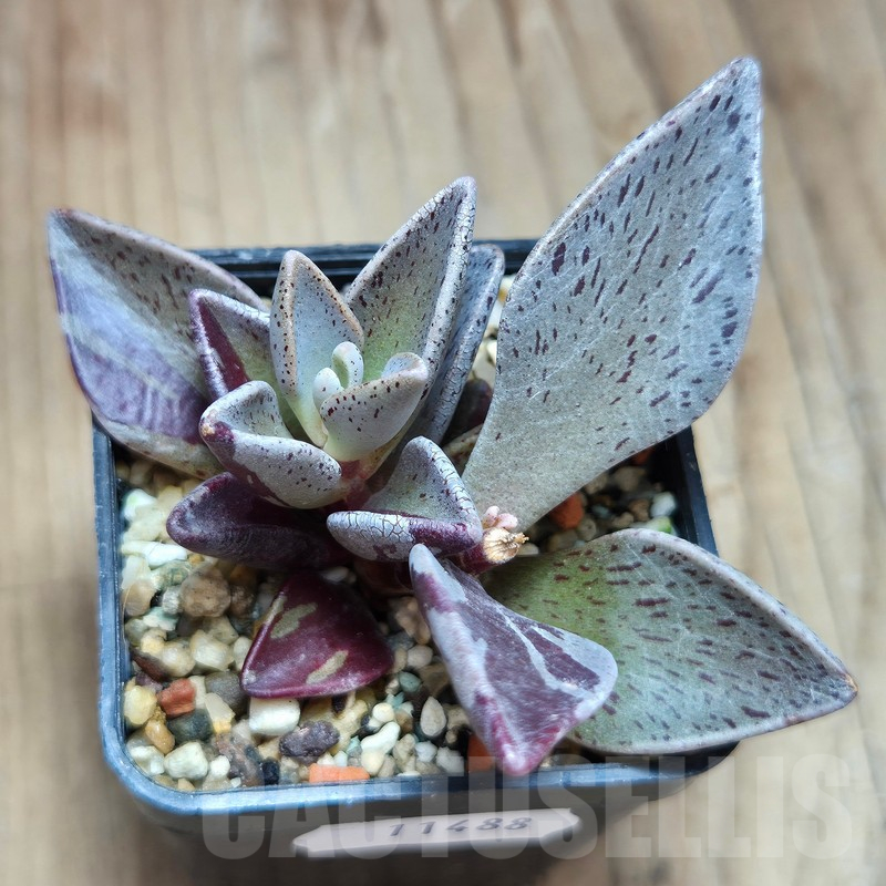 VVG11488 Lenophyllum gutatum f.variegata - Image 2
