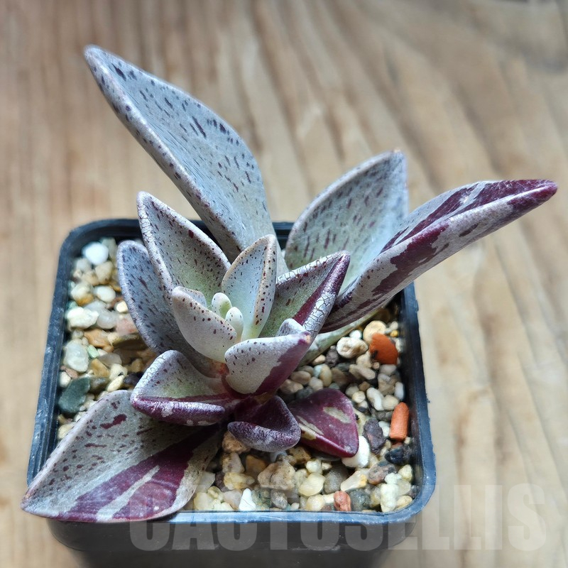 VVG11488 Lenophyllum gutatum f.variegata