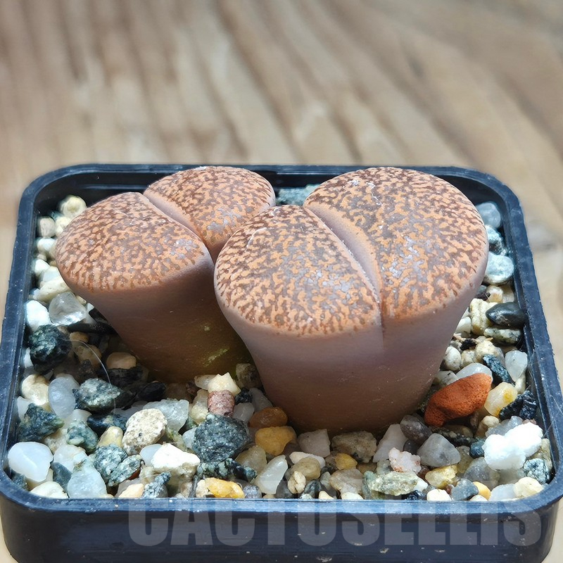 VVG11494 Lithops lesliei v. mariae C152 - Image 2