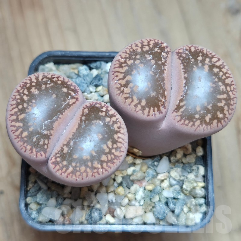 VVG11502 Lithops aucampiae 'Kuruman'