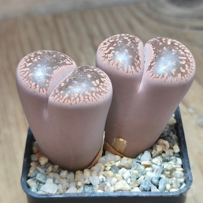 VVG11502 Lithops aucampiae 'Kuruman' - Image 2