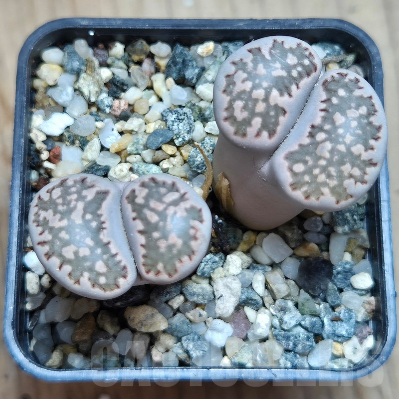 VVG11504 Lithops salicola -Vanvyngaa- F167