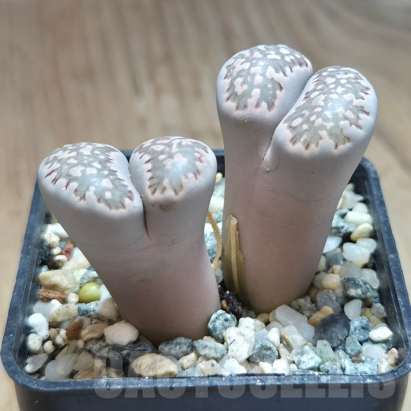 VVG11504 Lithops salicola -Vanvyngaa- F167 - Image 2