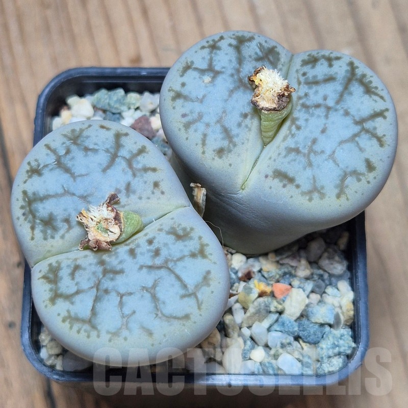 VVG11508 Lithops pseudotruncatella v. dendritica 8 years old