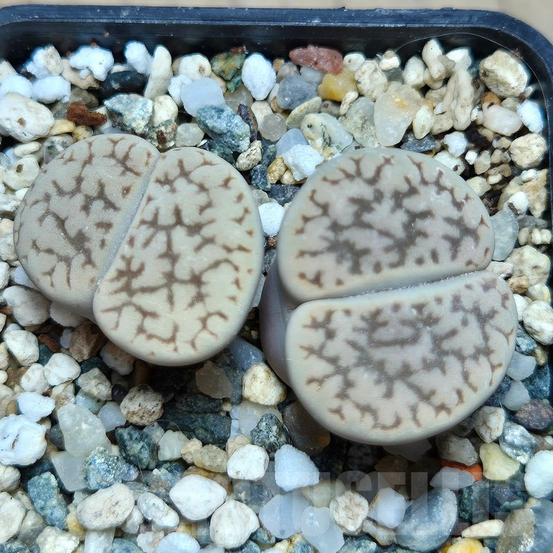 VVG11514 Lithops hookeri v. susannae C91