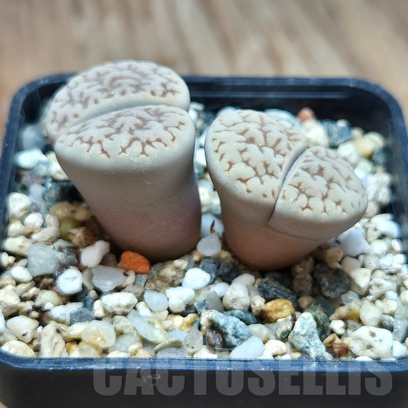 VVG11514 Lithops hookeri v. susannae C91 - Image 2