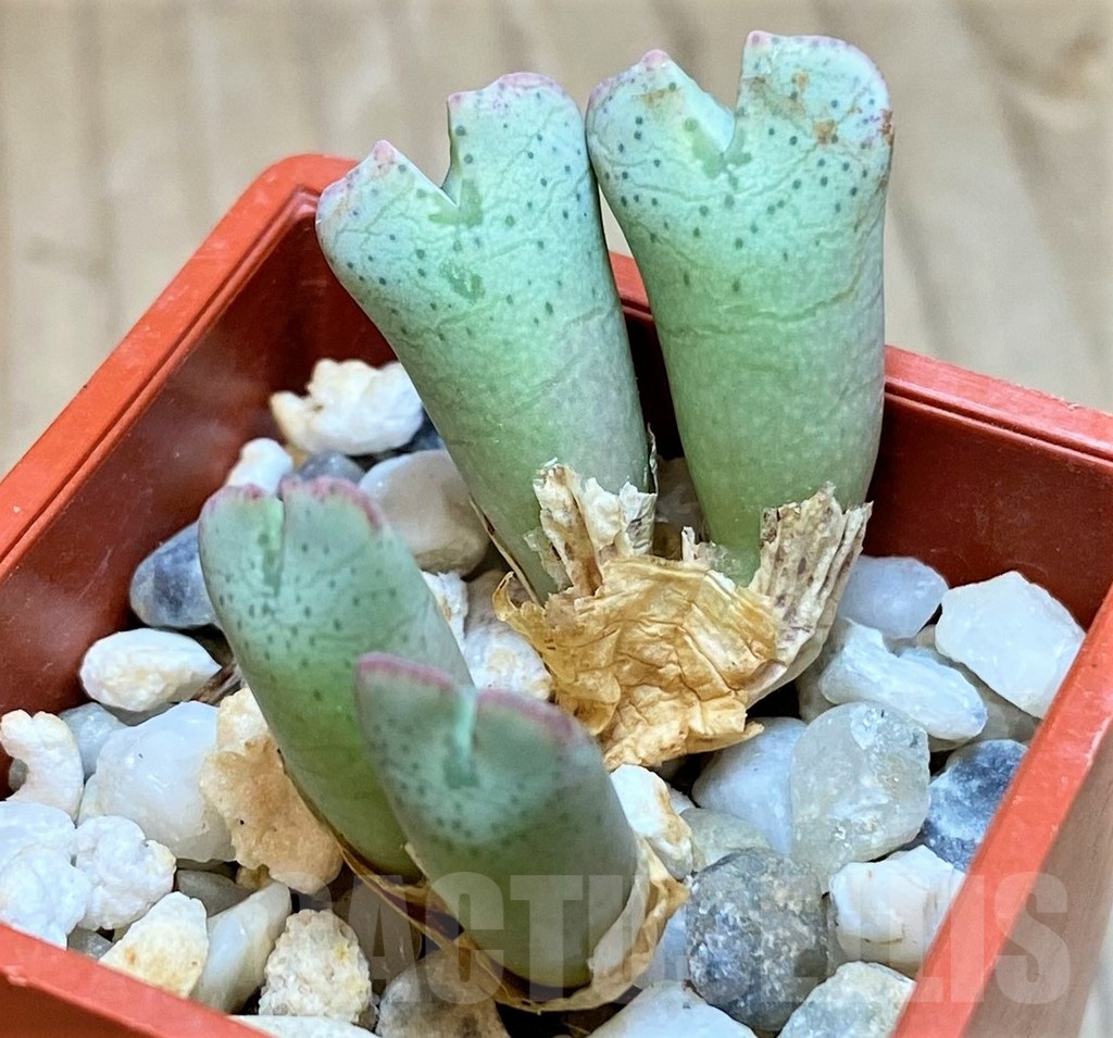 VVG11939 Conophytum taylorianum subs. ernianum -Zebrafontein- RV 1264