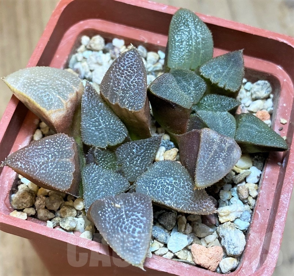 VVG12042 Haworthia bayeri 2 plants - Image 3