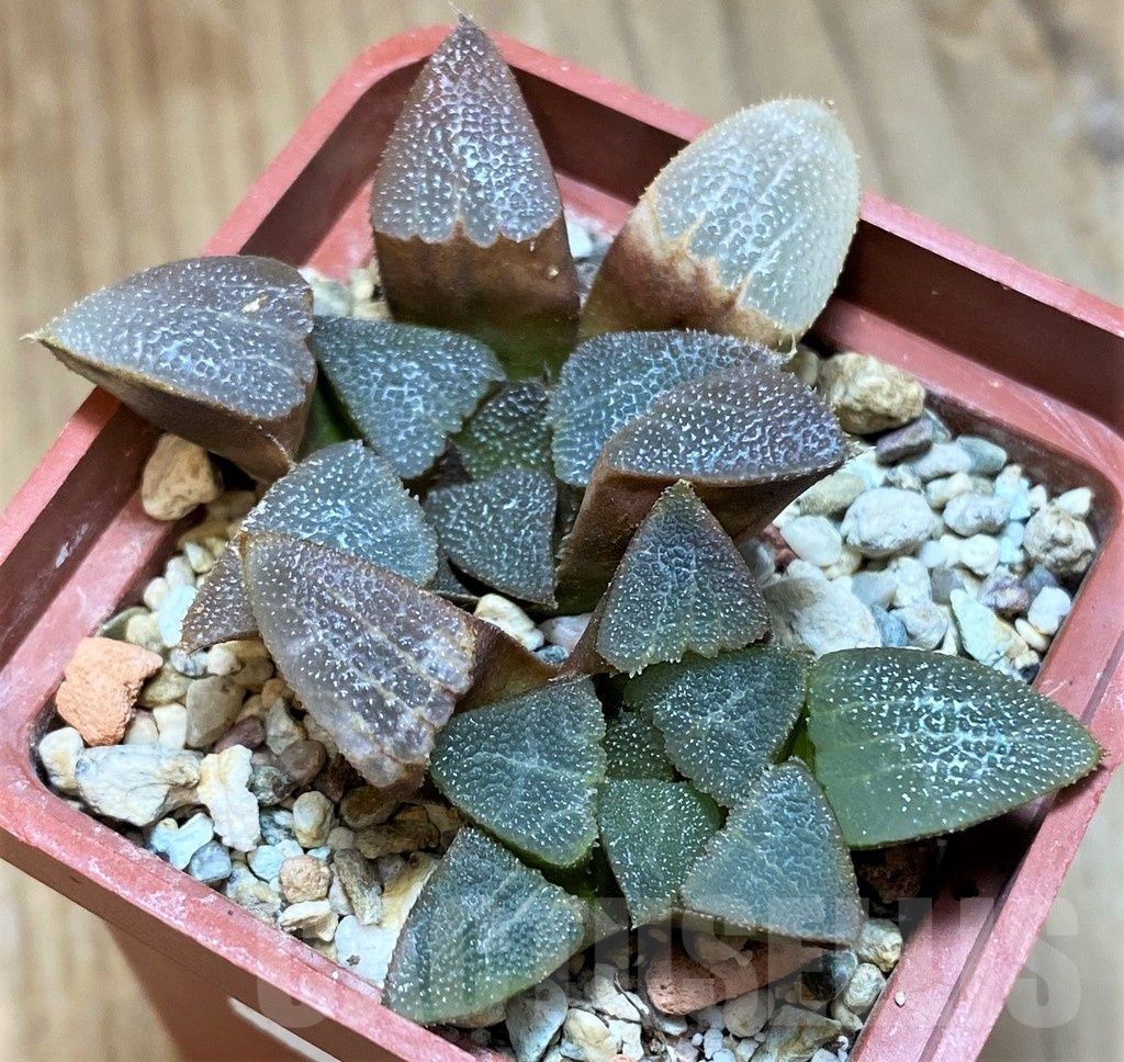 VVG12042 Haworthia bayeri 2 plants - Image 2