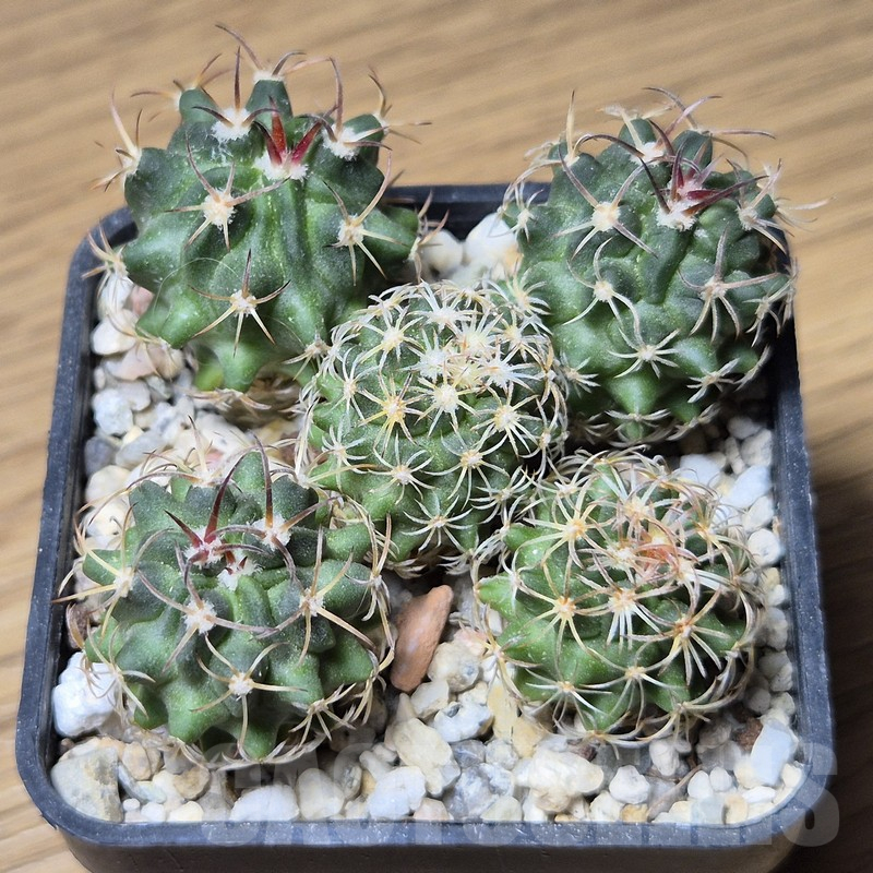 VVG12126 Echinofossulocactus coptonogonus SB13 seedling 5 plants