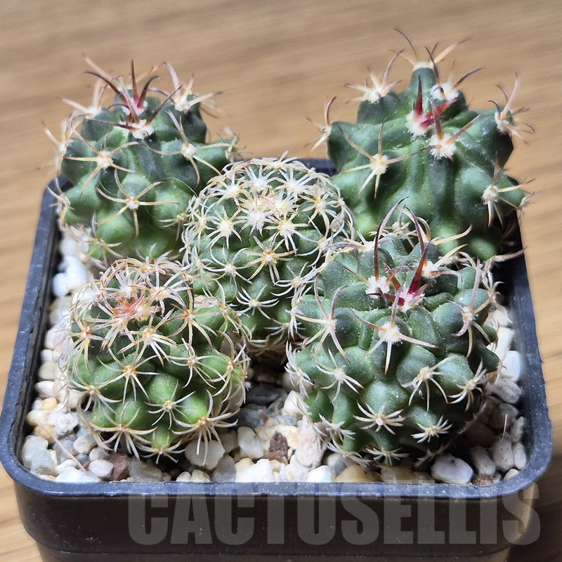 VVG12126 Echinofossulocactus coptonogonus SB13 seedling 5 plants - Image 2