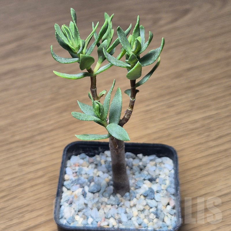 VVG12129 Crassula sarcocaulis