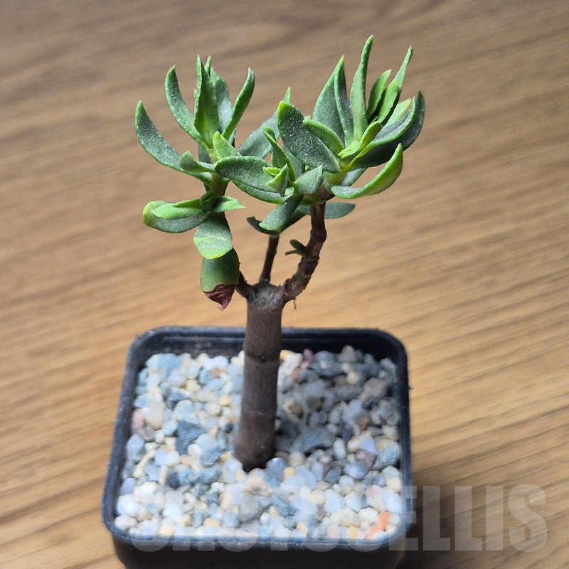 VVG12129 Crassula sarcocaulis - Image 2