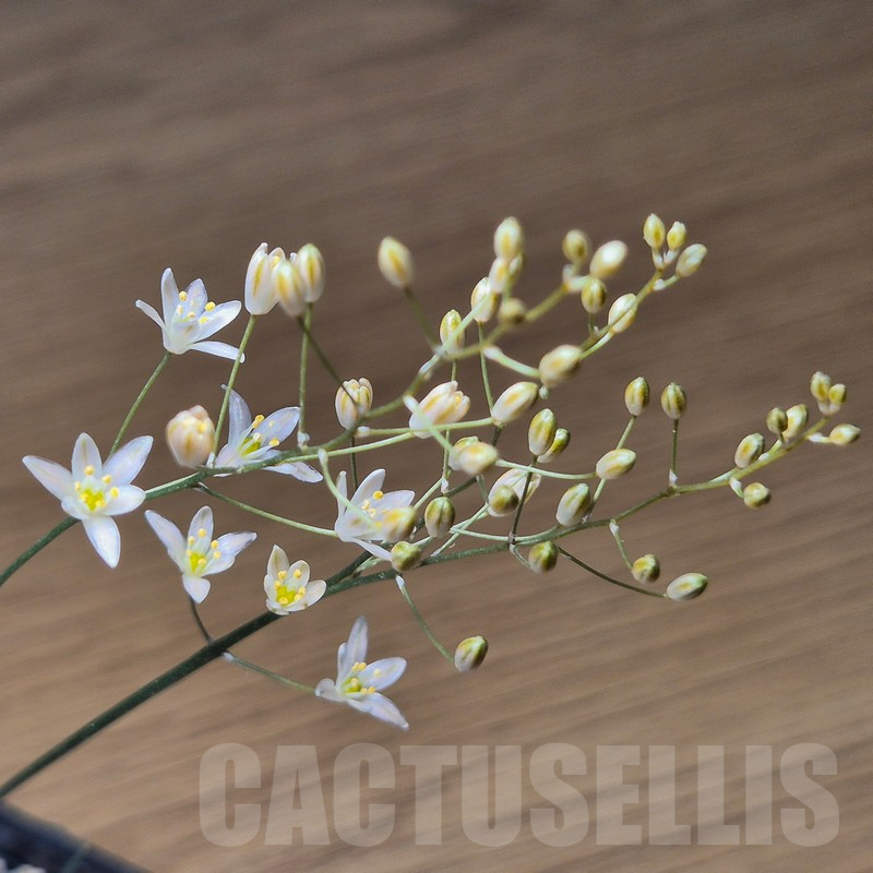 VVG12133 Ornithogalum sardienii
