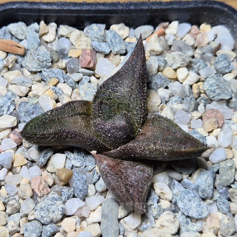 VVG12139 Haworthia koelmaniorum x ‘Kintaikyo’ seedling