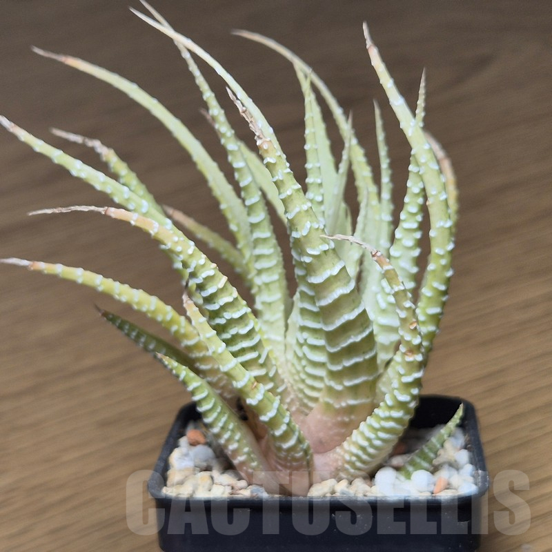 VVG12145 Haworthia attenuata v.chlorofilarm - Image 2