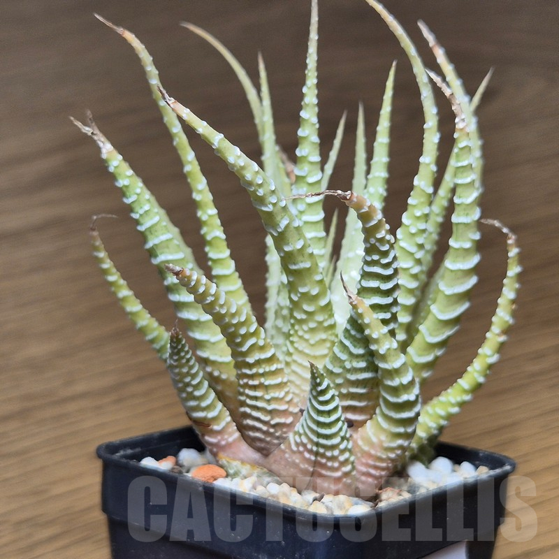 VVG12145 Haworthia attenuata v.chlorofilarm