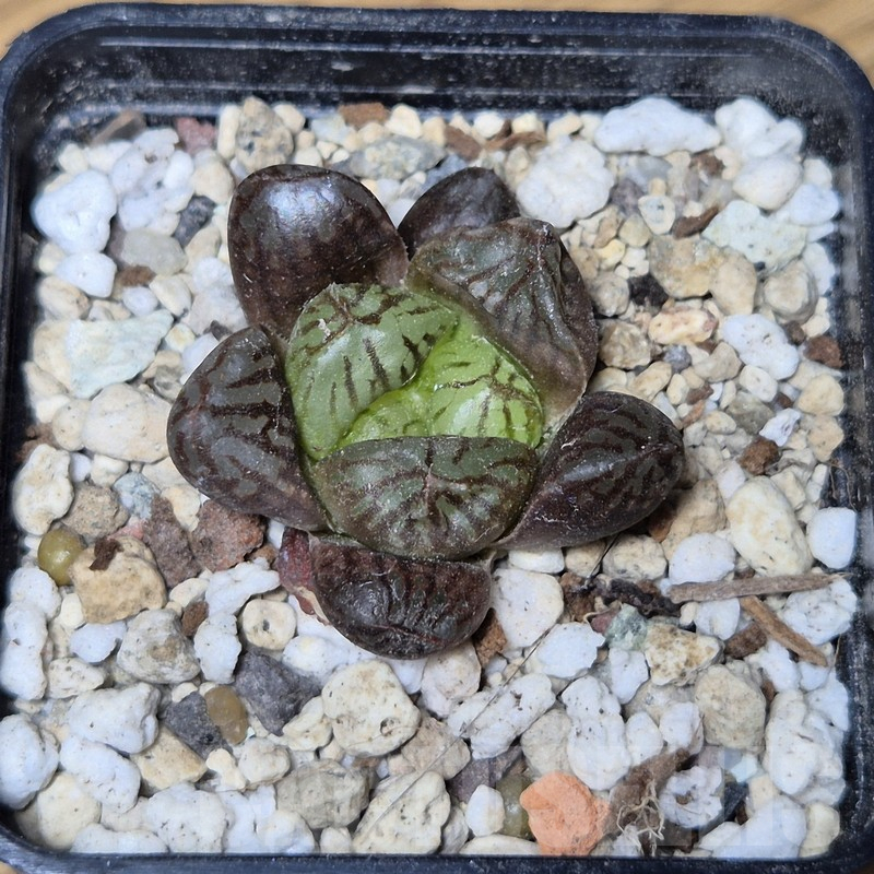 VVG12147 Haworthia obtusa hybrid ex -Japan-