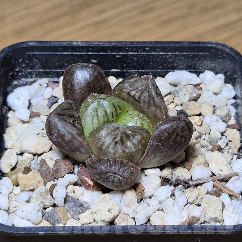 VVG12147 Haworthia obtusa hybrid ex -Japan- - Image 2