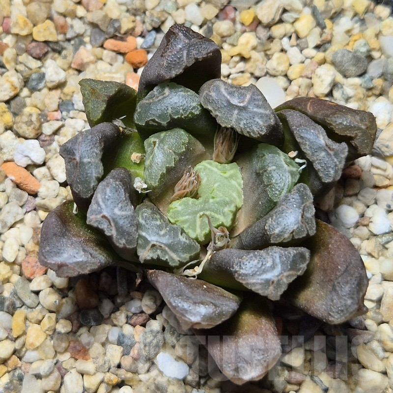 VVG12154 Haworthia maughanii x cooperi hybrid F2