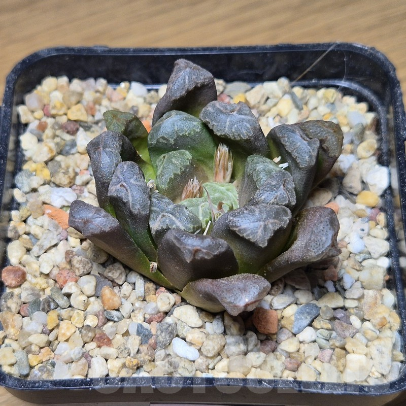 VVG12154 Haworthia maughanii x cooperi hybrid F2 - Image 2