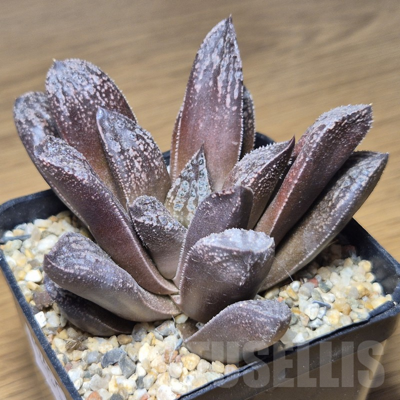 VVG12155 Haworthia 'Black Major' x 'Andrei' F2 - Image 2