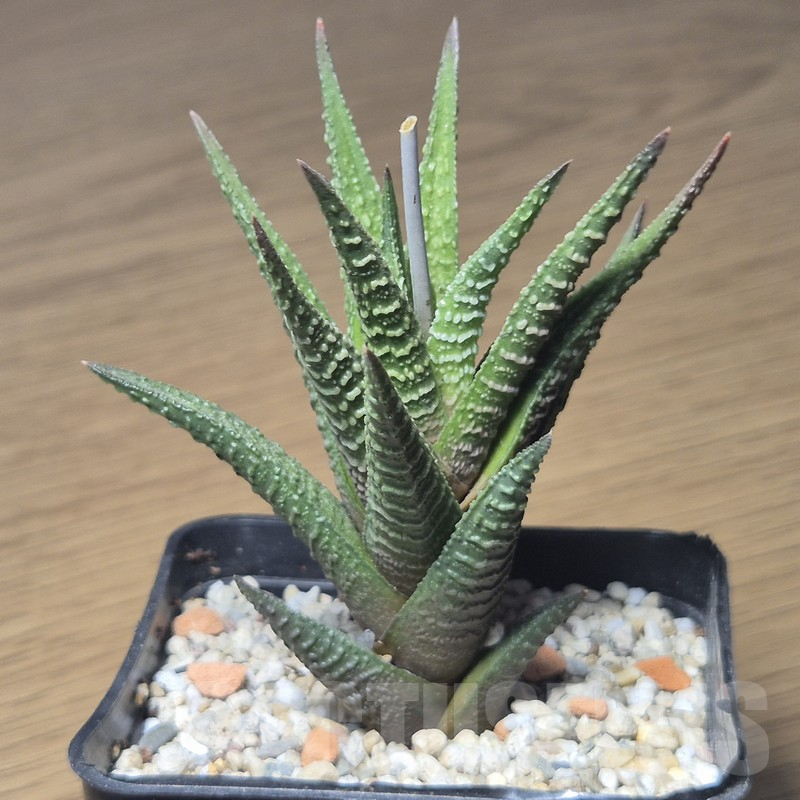 VVG12157 Haworthia nigra hybrid - Image 2