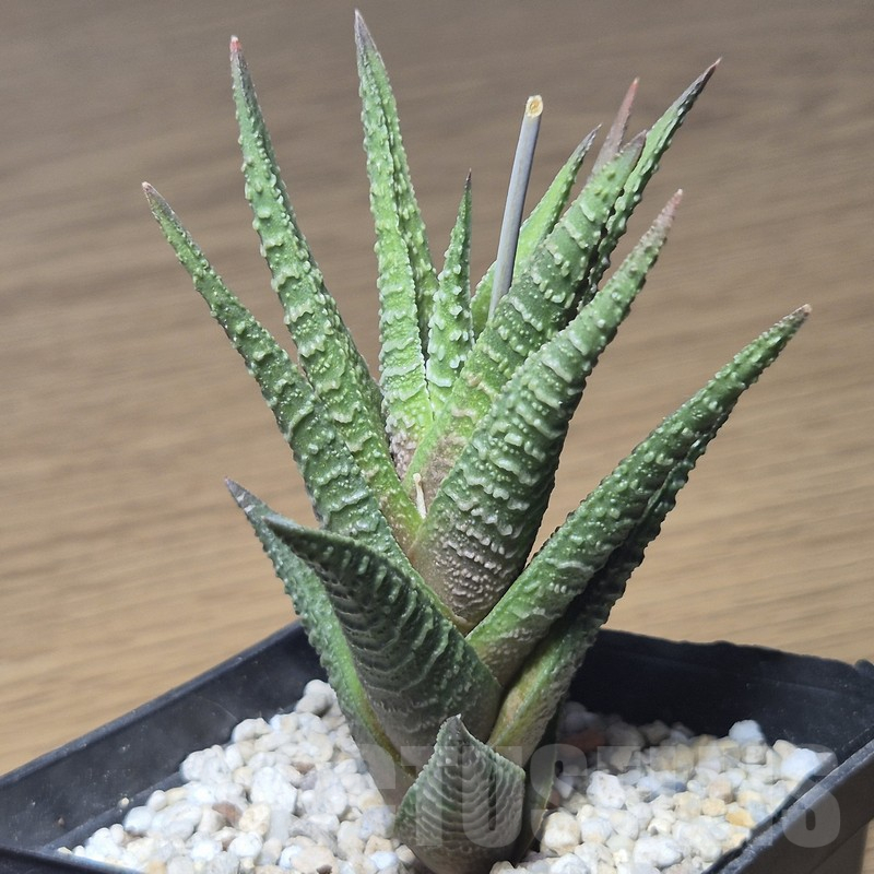 VVG12157 Haworthia nigra hybrid