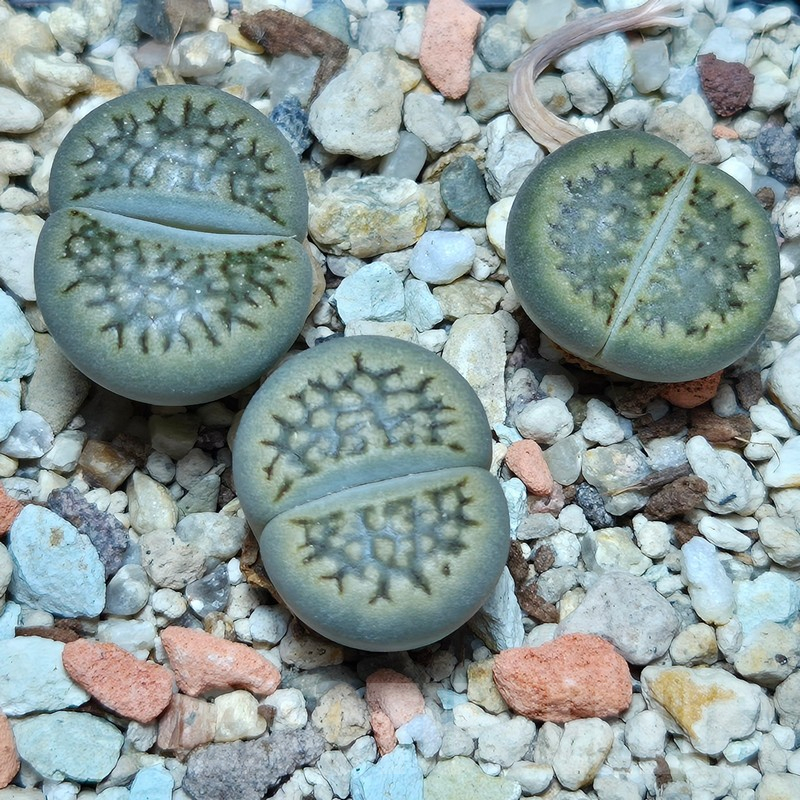 VVG12855 Lithops hallii mix 3 plants