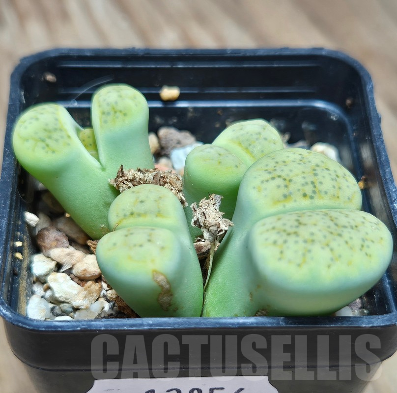 VVG12856 Lithops fulviceps v. fulviceps 'Aurea' hybrid - Image 2