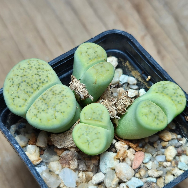 VVG12856 Lithops fulviceps v. fulviceps 'Aurea' hybrid - Image 3