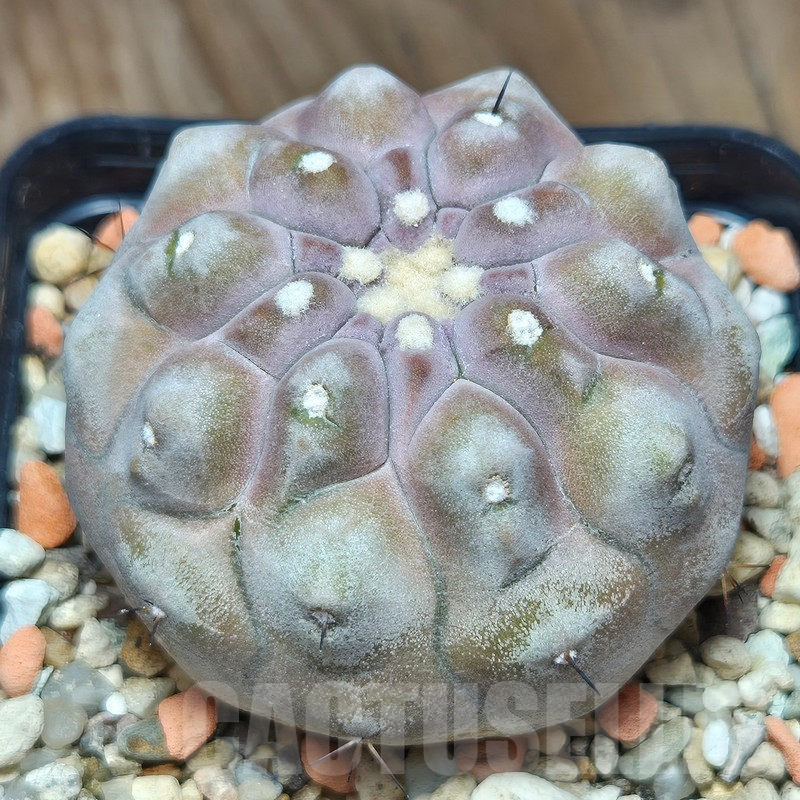 VVG12866 Copiapoa cinerea 'inermis' seedling own roots age over 10 years