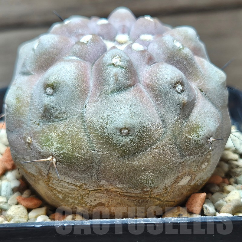VVG12866 Copiapoa cinerea 'inermis' seedling own roots age over 10 years - Image 2