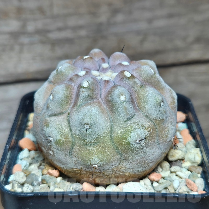 VVG12866 Copiapoa cinerea 'inermis' seedling own roots age over 10 years - Image 3