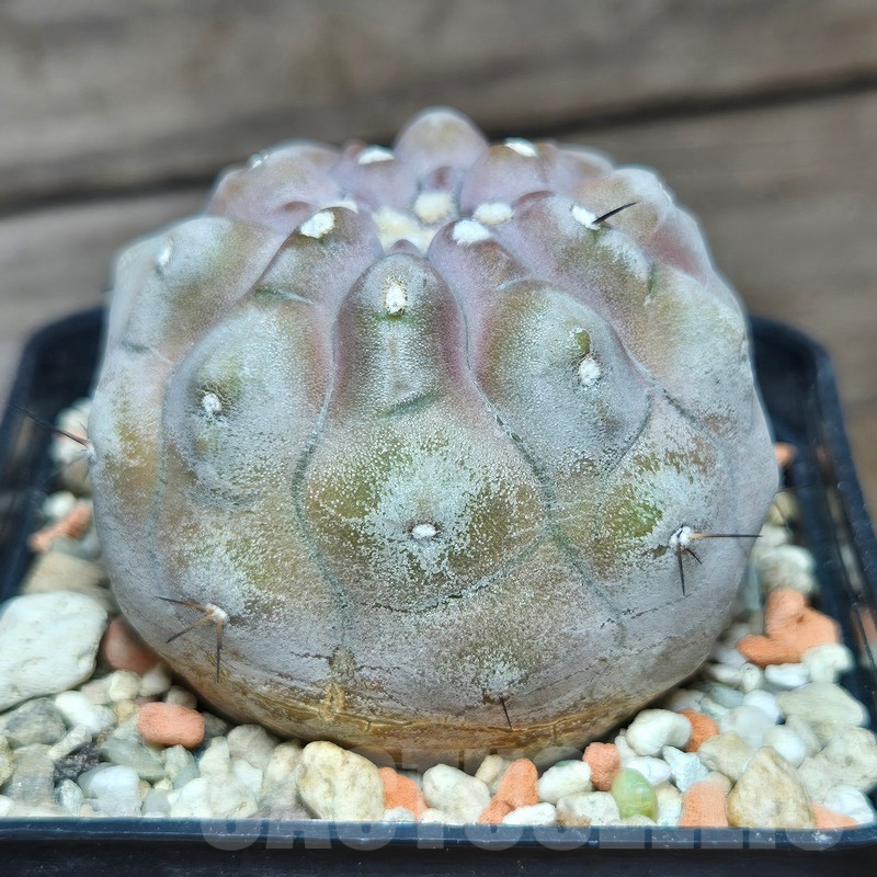 VVG12866 Copiapoa cinerea 'inermis' seedling own roots age over 10 years - Image 4