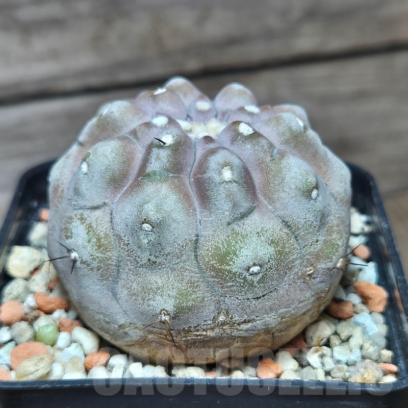 VVG12866 Copiapoa cinerea 'inermis' seedling own roots age over 10 years - Image 5