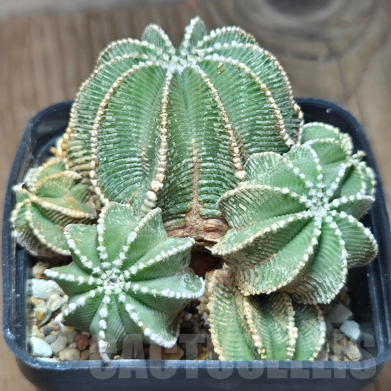 VVG12868 Aztekium hintonii PP222 years old 22 years , grafting