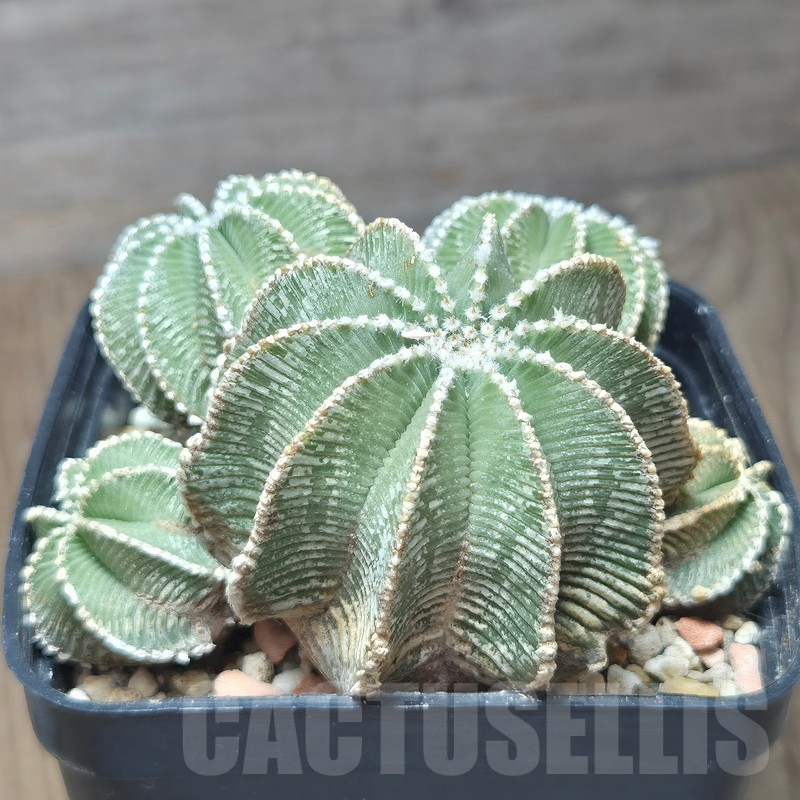 VVG12868 Aztekium hintonii PP222 years old 22 years , grafting - Image 2