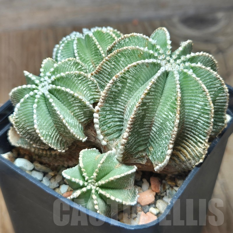 VVG12868 Aztekium hintonii PP222 years old 22 years , grafting - Image 3