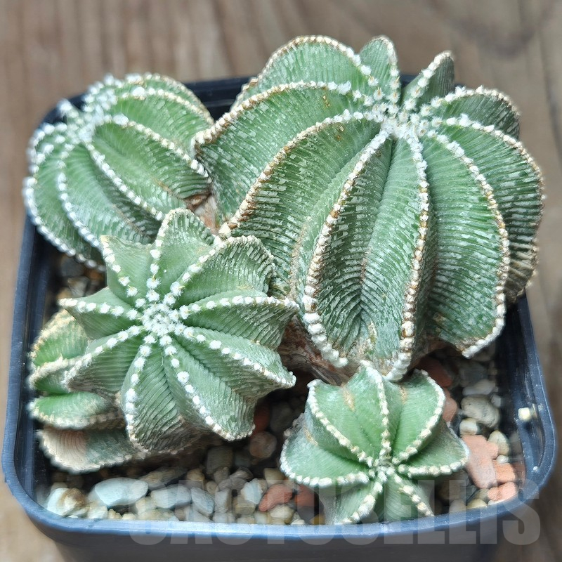 VVG12868 Aztekium hintonii PP222 years old 22 years , grafting - Image 4