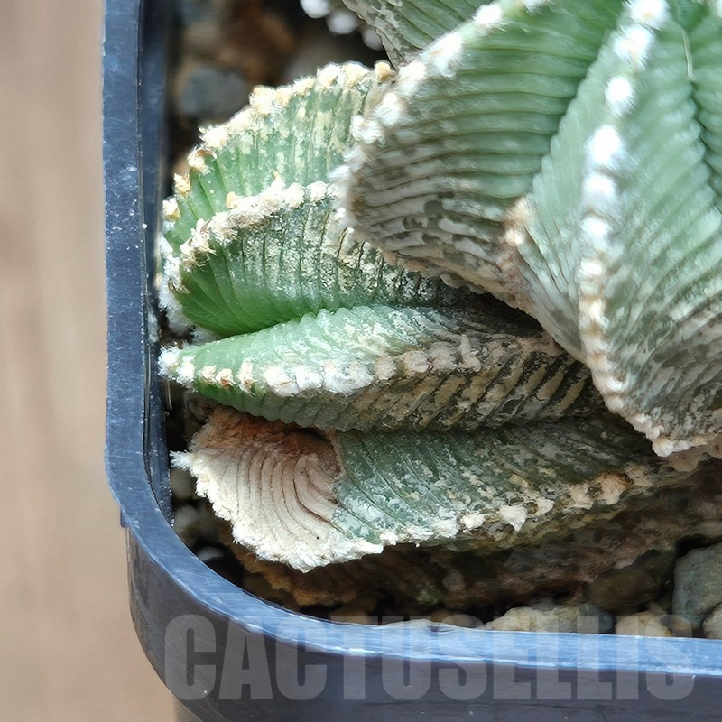 VVG12868 Aztekium hintonii PP222 years old 22 years , grafting - Image 5