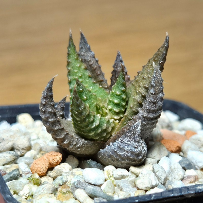 VVG12880 Haworthia scabra x limifolia - Image 2