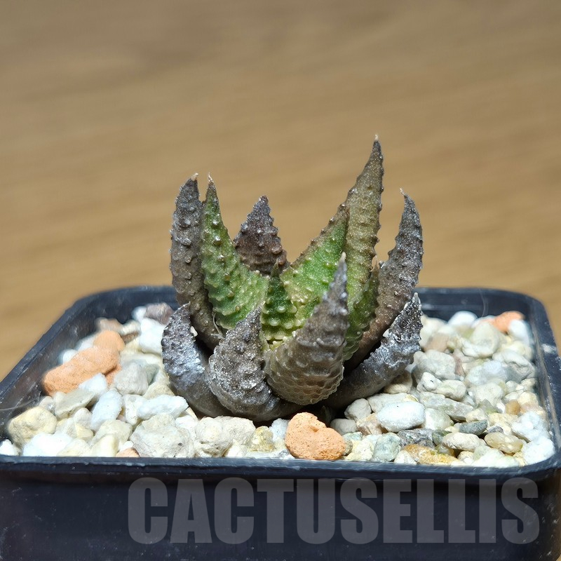 VVG12880 Haworthia scabra x limifolia - Image 3