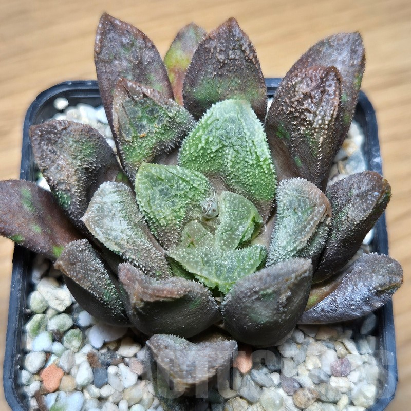 VVG12882 Haworthia schultiana x retusa x comptoniana x VVG30 - Image 2