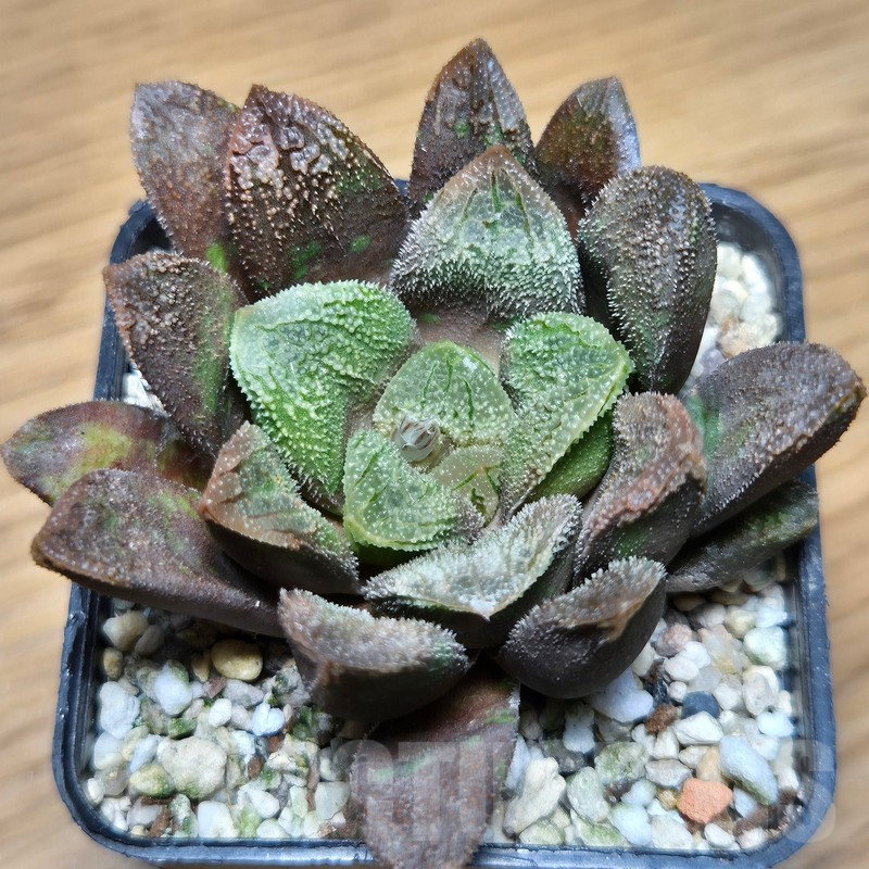 VVG12882 Haworthia schultiana x retusa x comptoniana x VVG30 - Image 3